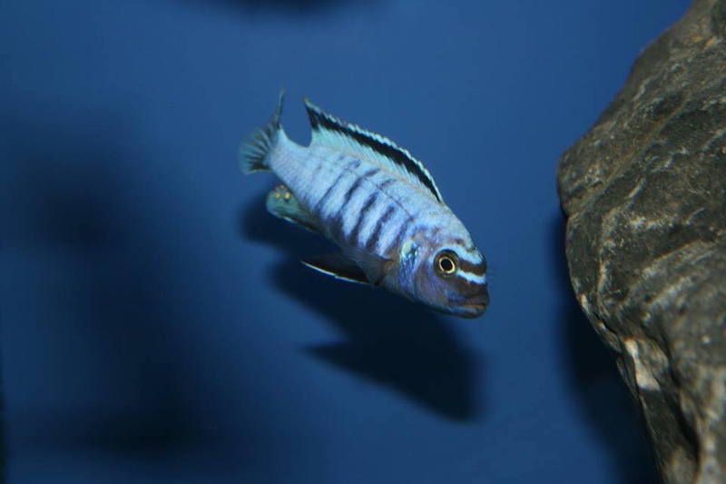 Maylandia sp. 'msobo heteropictus' Thumbi Point